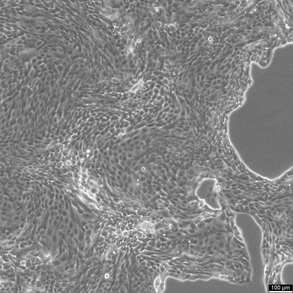 Calu-3 Cells