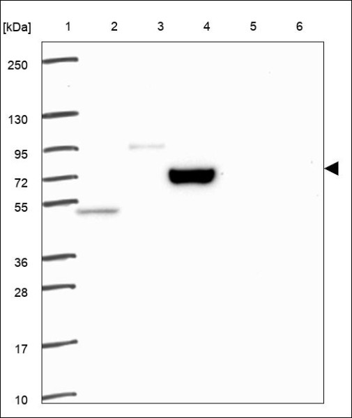 Anti-EPC1