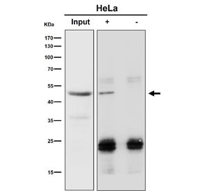 Anti-RBMXL2 / HNRNPGT / RNA-binding motif protein X-linked-like-2, clone 29R48