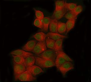Anti-POLR3D / DNA-directed RNA polymerase III subunit RPC4