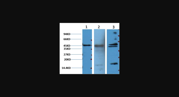 Anti-Aquaporin 4, monoclonal