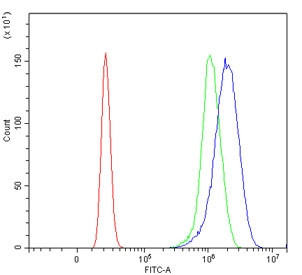 Anti-Cyclin T1 / CCNT1, clone 3B7