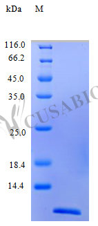 C-C motif chemokine 26 protein (CCL26) (Active), human, recombinant