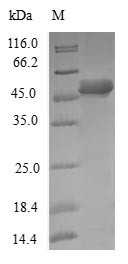 Dynactin subunit 6 (DCTN6), human, recombinant