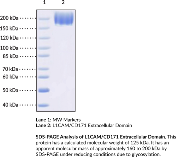 CD171 Extracellular Domain (human, recombinant)