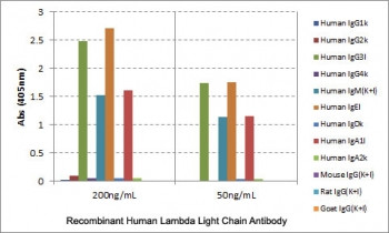 Anti-Lambda Light Chain / Lambda, clone RM127
