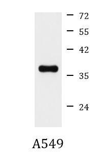 Anti-Syntaxin 2