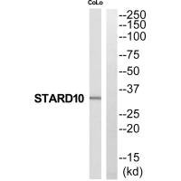 Anti-STARD10