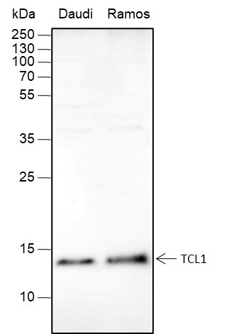 Anti-Recombinant TCL1, clone A374