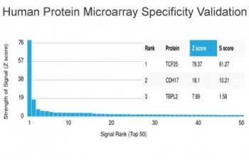 Anti-TCF25 / Transcription factor 25, clone PCRP-TCF25-1F12