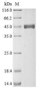 Transformer-2 protein homolog beta (TRA2B), human, recombinant