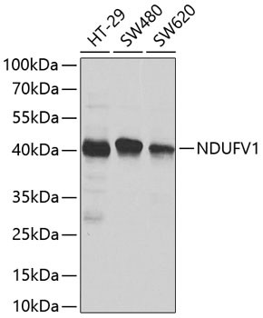 Anti-NDUFV1