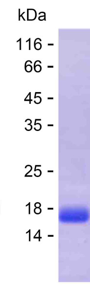 AGER (human), recombinant protein
