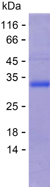 Recombinant Human ERLEC1 Protein
