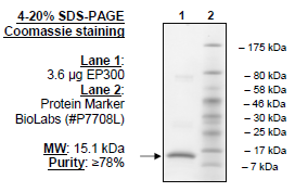 p300 (1046-1163), human recombinant, N-terminal His tag