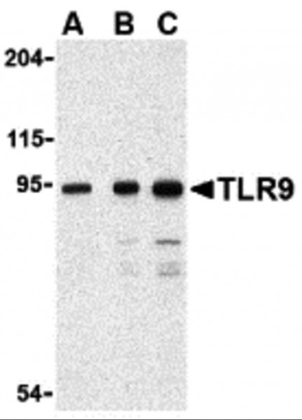 Anti-TLR9