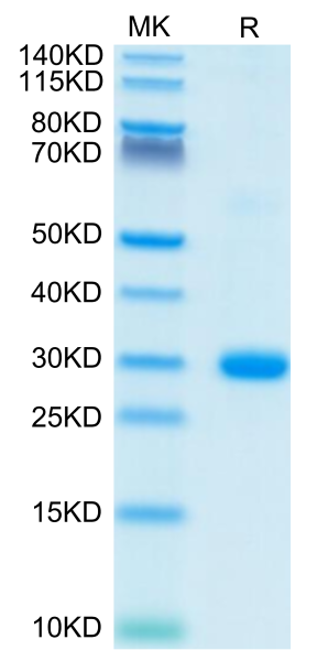 Human BTN3A2 Protein