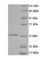 CCN family member 5 (Ccn5), mouse, recombinant