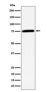 Anti-PPM1G / Protein phosphatase Mg2+/Mn2+ dependent 1G, clone 30P06