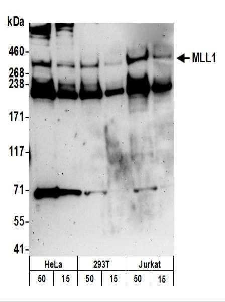 Anti-MLL1