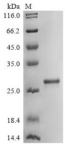 Lymphocyte antigen 86 (LY86), human, recombinant