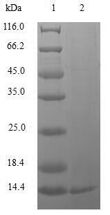 Replication factor C subunit 1 (RFC1), partial, human, recombinant