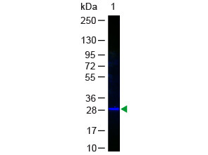 Anti-Green Fluorescent Protein (GFP, recombinant from Aequorea victoria), Fluorescein conjugated, cl