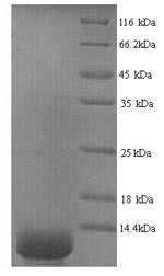 Dermcidin (DCD), human, recombinant