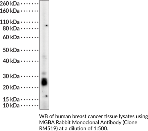 Anti-MGBA Rabbit Monoclonal (Clone RM519)