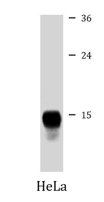 Anti-CDA, clone 921CT14.2.1
