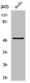 Anti-SMAD3