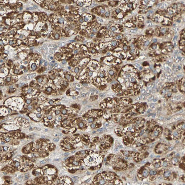 Anti-PCDHB4