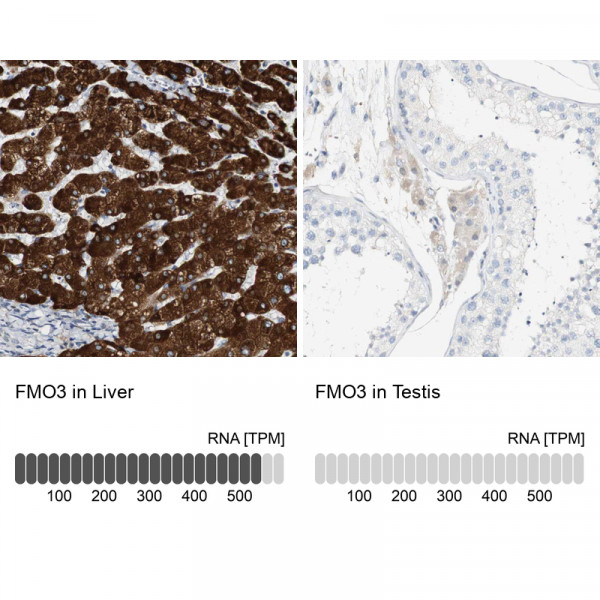 Anti-FMO3