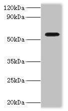 Anti-DDX19A