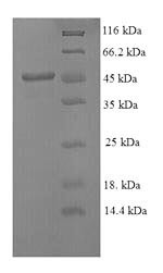 Stromelysin-1 (Mmp3), recombinant mouse