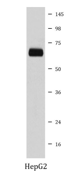 Anti-CDC23