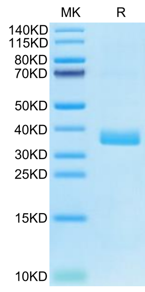 Human APOE4/Apolipoprotein E Protein