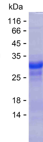 DSG4 (human), recombinant protein