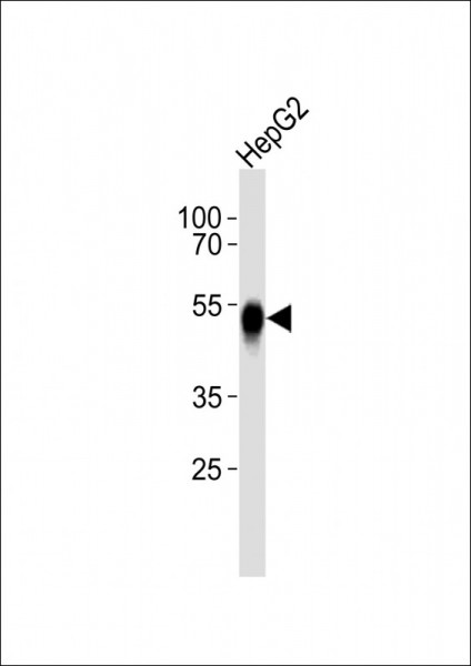 Anti-ASGR2