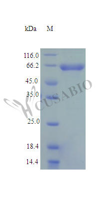 NAD-dependent malic enzyme, mitochondrial protein (ME2) (Active), human, recombinant