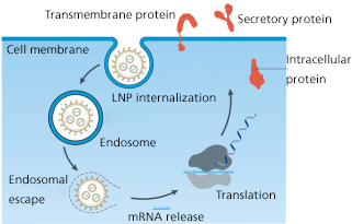 Endosomal_Escape_ENY3HllrYuD8H7Z