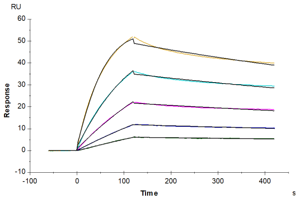 Human BDCA-2 Protein