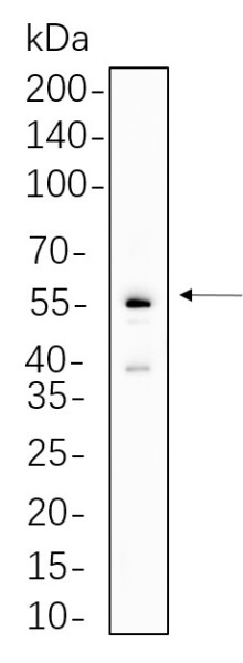 Anti-Recombinant Parkin, clone 10F10