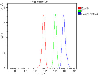 Anti-FBXW7 / F-box/WD repeat-containing protein 7