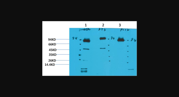 Anti-STAT3, monoclonal