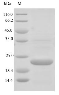 Ribonuclease 4 (RNASE4), human, recombinant