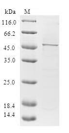 Heart- and neural crest derivatives-expressed protein 2 (HAND2), human, recombinant