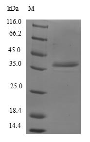 Transcription initiation factor IIA subunit 2 (GTF2A2), human, recombinant