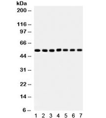 Anti-SMAD (SMAD1-5)