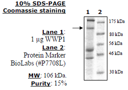 WWP1, active human recombinant protein